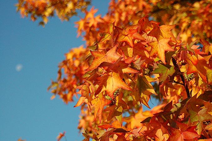 Haralds Garten Amerikanischer Amberbaum